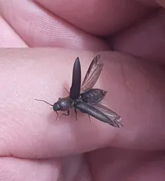 Dark Click Beetle thumbnail 1