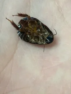 Surinam Cockroach thumbnail 3