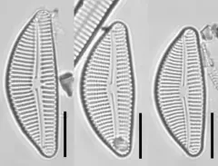 Encyonema auerswaldii thumbnail 3