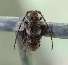Pogonocherus penicillatus thumbnail 1