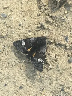 Coranarta macrostigma thumbnail 2