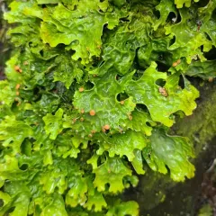 Cabbage Lung Lichen thumbnail 1