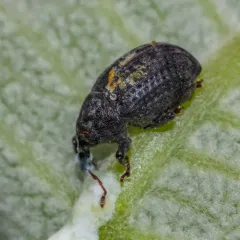 Milkweed Stem Weevil thumbnail 2