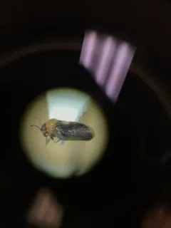 Pachypsylla celtidisgemma thumbnail 4