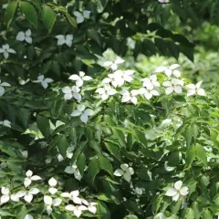 kousa dogwood thumbnail 1