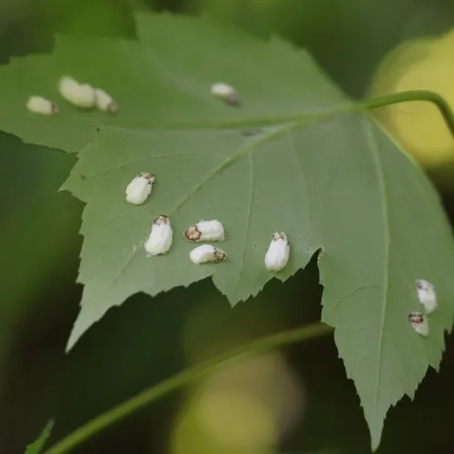 Cottony Maple Leaf Scale