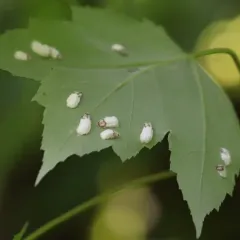 Cottony Maple Leaf Scale thumbnail 1
