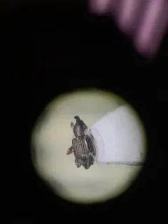 Duckweed Weevil thumbnail 3