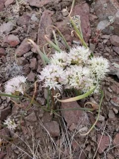 Lemmon's onion thumbnail 1
