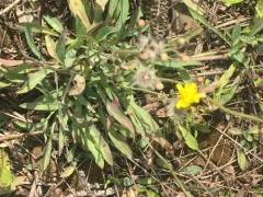 Spreading Mouse-ear-hawkweed thumbnail 3