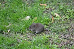 Prairie Vole thumbnail 2