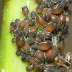 American Viburnum Aphid thumbnail 2