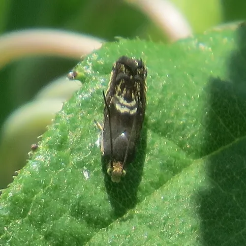Clover Head Caterpillar Moth