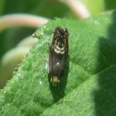 Clover Head Caterpillar Moth thumbnail 1