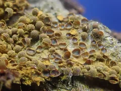 Perichaena corticalis thumbnail 3