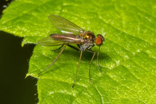 Chrysotus spectabilis