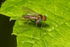 Chrysotus spectabilis thumbnail 1