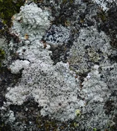 Crater Lichen thumbnail 3