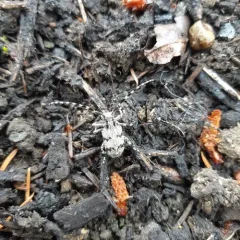 Spotted Tree Borer thumbnail 2