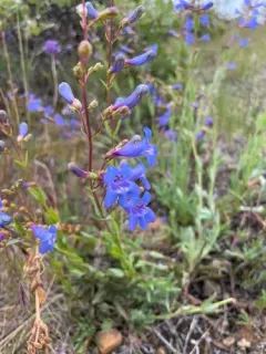 Mountain Blue Penstemon thumbnail 3