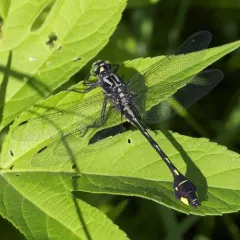 Cobra Clubtail thumbnail 4