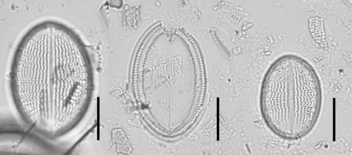 Cocconeis czarneckii