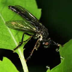 Stripe-legged Robber Fly thumbnail 4
