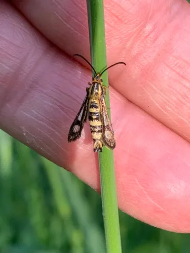 cypress spurge clearwing