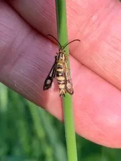 cypress spurge clearwing thumbnail 1