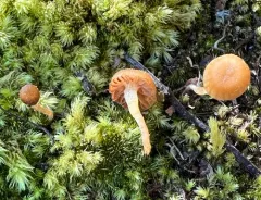 Moss Bell thumbnail 1