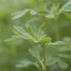 riverbar bird's-foot trefoil thumbnail 2