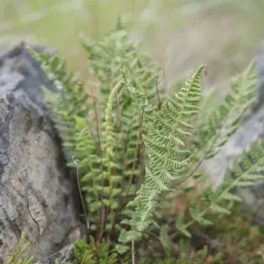 Rocky Mountain woodsia thumbnail 3