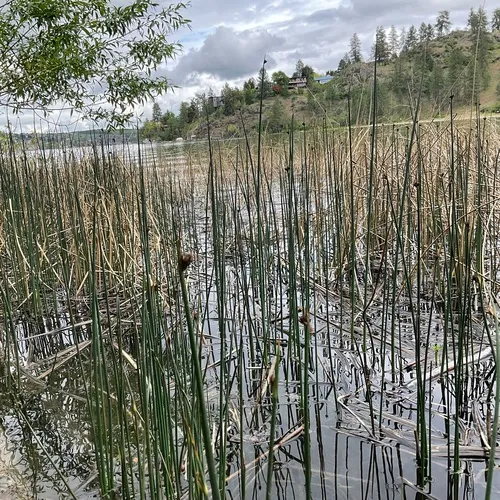hardstem bulrush