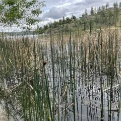 hardstem bulrush thumbnail 1
