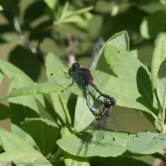 Crimson-ringed Whiteface thumbnail 1