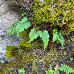 western polypody thumbnail 2