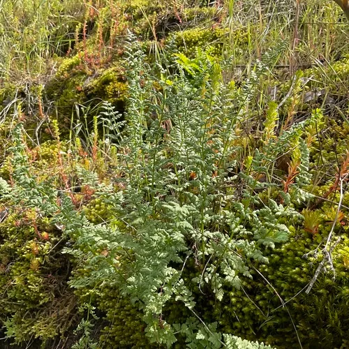 Oregon woodsia
