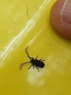 Eucrada humeralis thumbnail 3