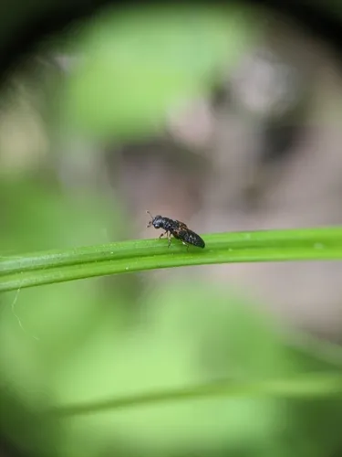 Megalopinus caelatus