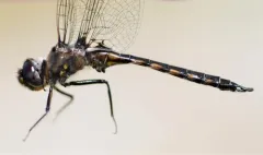 Slender Baskettail thumbnail 4