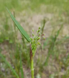 Heller's Rosette Grass thumbnail 4