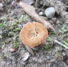 Coltricia montagnei thumbnail 2