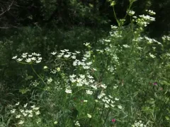 Parsnip Chervil thumbnail 3