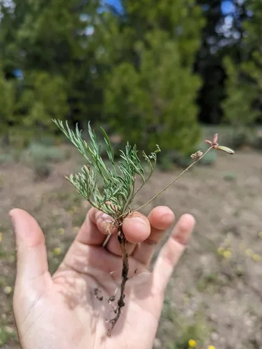 Peck's lomatium