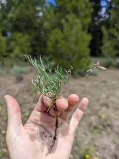 Peck's lomatium thumbnail 1