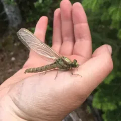 Black-shouldered Spinyleg thumbnail 2