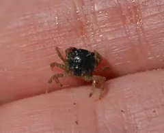 White-tipped Mud Crab thumbnail 1