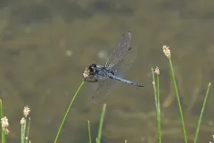 Double-ringed Pennant thumbnail 3