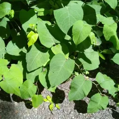 Giant Knotweed thumbnail 1
