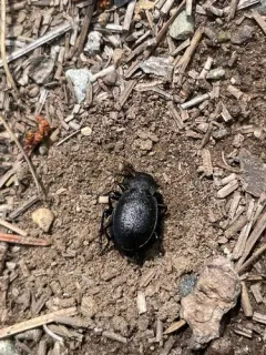 Calosoma wilkesii thumbnail 3